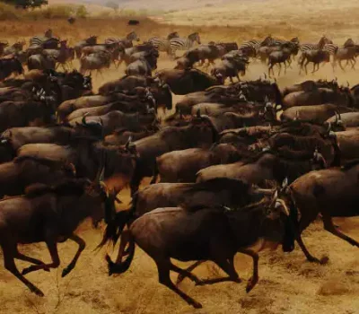 10-taegige-Gnu-Wanderung-in-Tansania