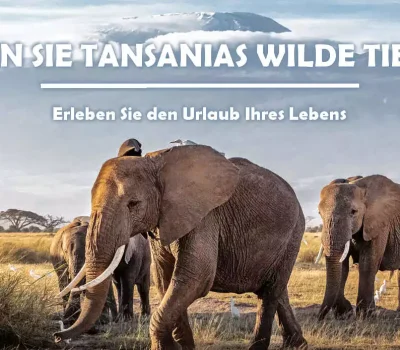 Benson-Safaris-Elefanten-vor-dem-Kilimanjaro