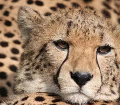 Safaris-Tansania-atemberaubende-Tierwelt
