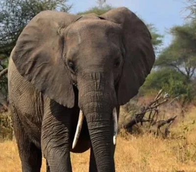 neuer-Elefant-on-Top